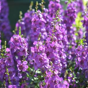 Angelonia angustifolia 'Balarckle'