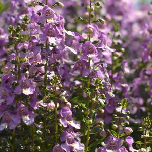 Angelonia angustifolia 'Balarclubi'