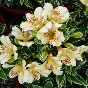 Alstroemeria x 'Zaprifabi'