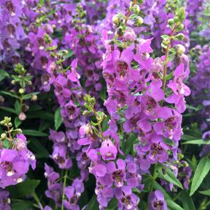 Angelonia angustifolia 'PAS1141443'