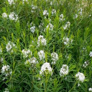 Amsonia hubrichtii 