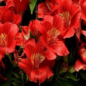 Alstroemeria x 'Zaprikate'