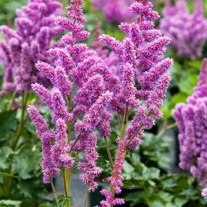 Astilbe chinensis 'Visions'