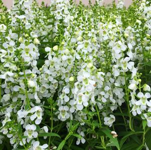 Angelonia angustifolia 'PAS1209522'