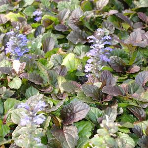 Ajuga reptans 'Bronze Beauty'