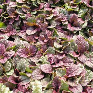 Ajuga reptans 'Burgundy Glow'