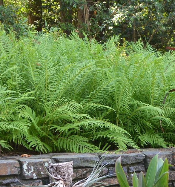 Top Shade Plants That Thrive in Summer