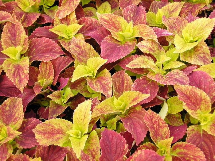 Solenostemon scutellarioides 