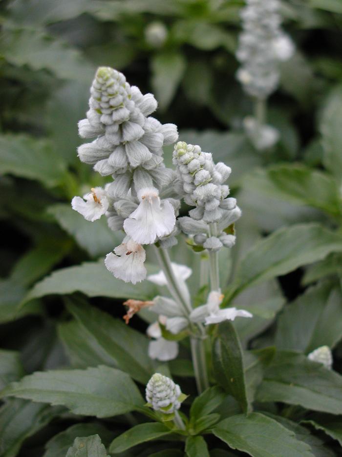 Salvia farinacea Victoria White