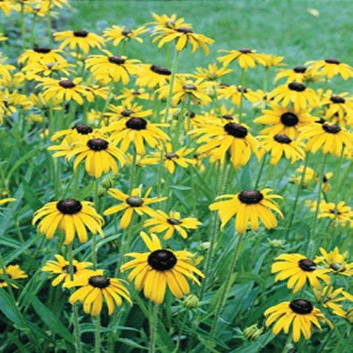 Rudbeckia fulgida var. speciosa Viette's Little Suzy