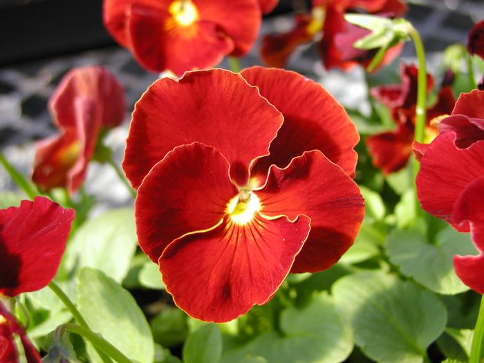 Viola x wittrockiana 
