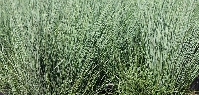 Juncus effusus Big Twister