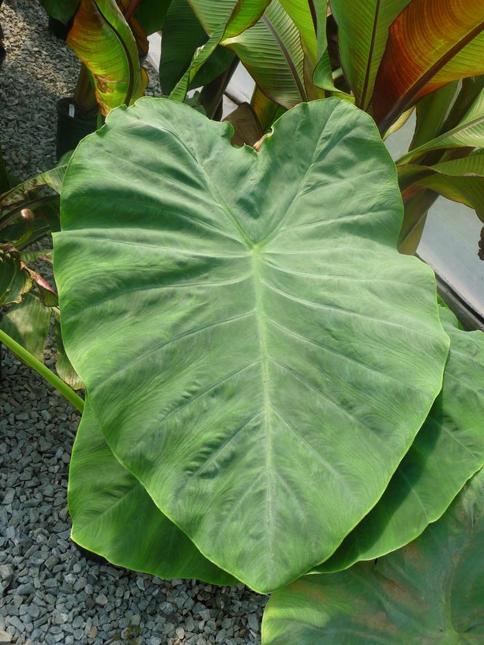 Colocasia esculenta Jack's Giant