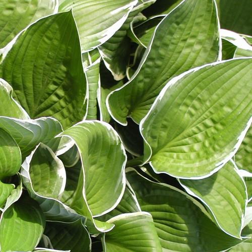 Hosta x Francee
