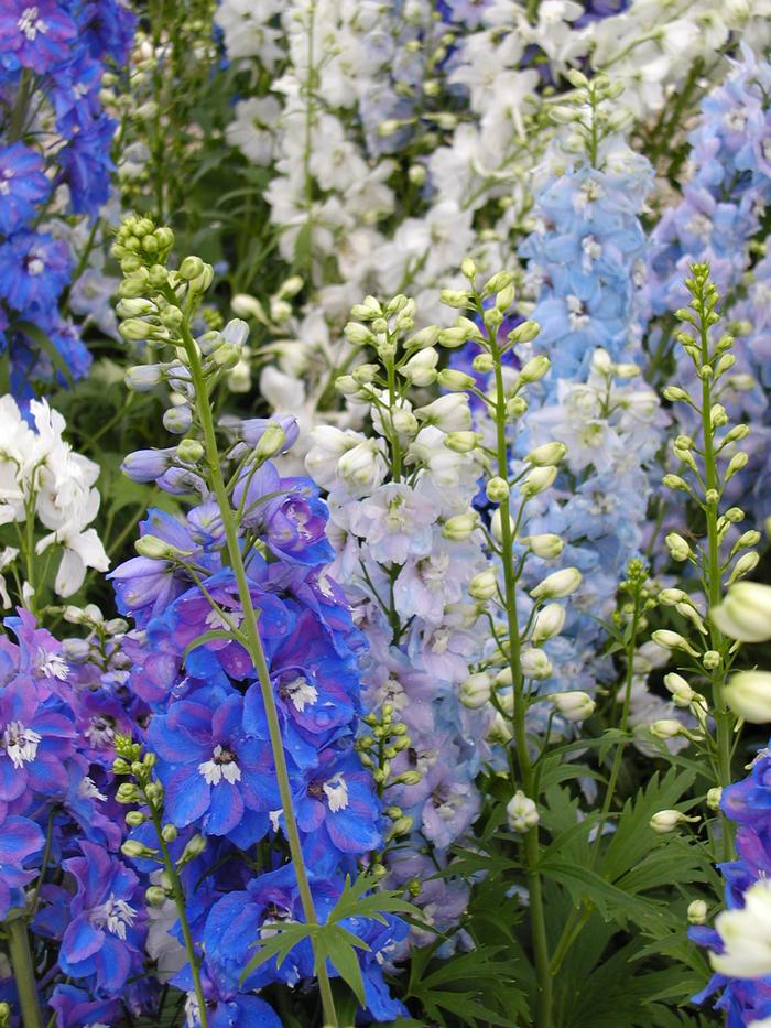 Delphinium elatum Guardian Mix