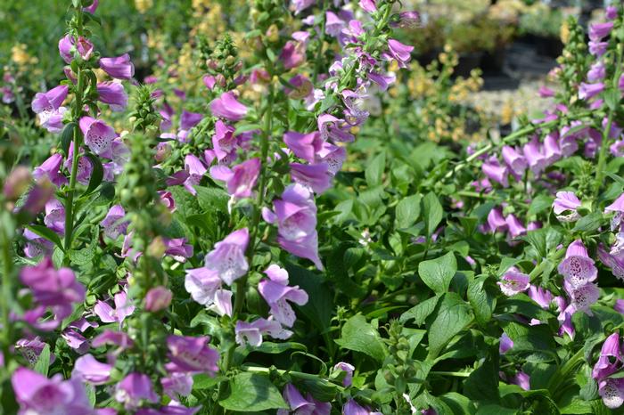 Digitalis purpurea Dalmation Purple