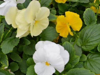 Viola x wittrockiana 
