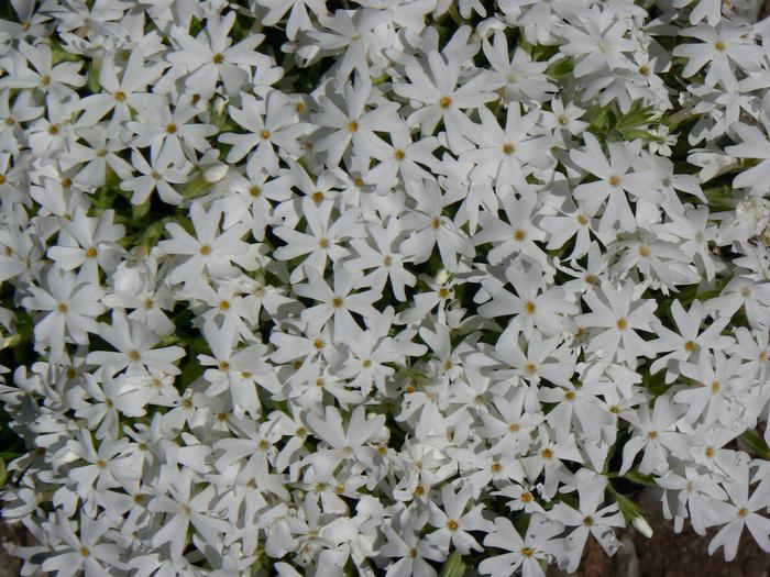 Phlox subulata Snowflake