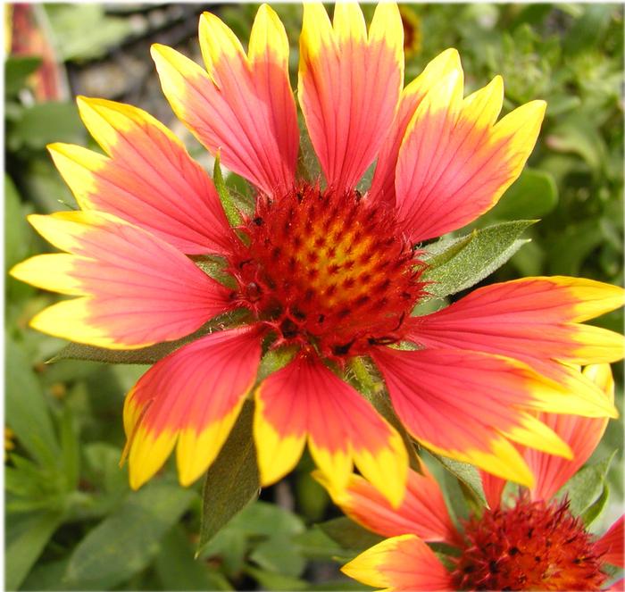 Gaillardia x grandiflora Goblin