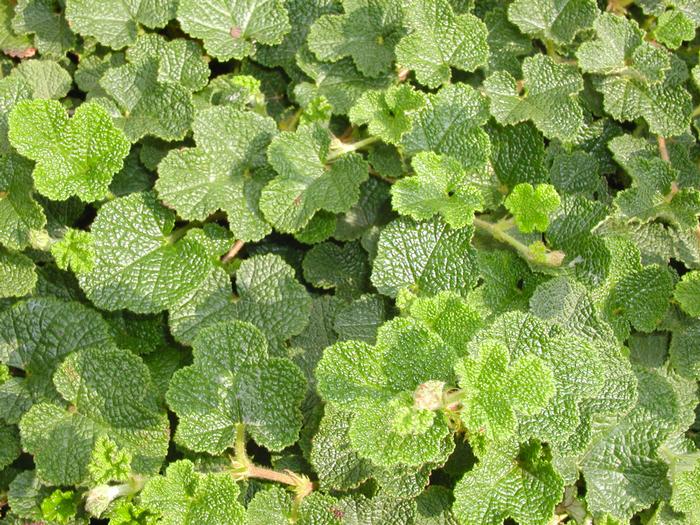 Rubus calycinoides 