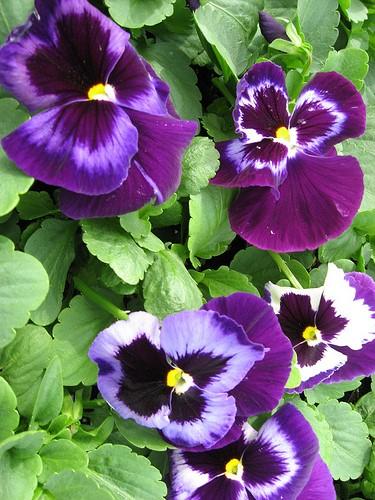 Pansy 'Colossus Neon Violet' Pansy from Plantworks Nursery