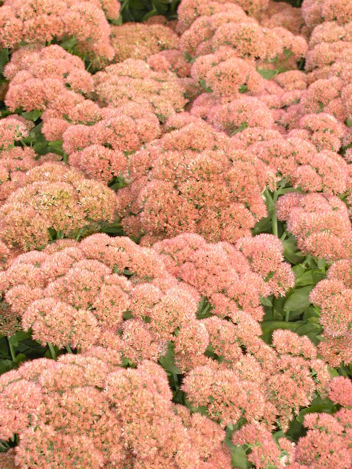 Sedum spectabile Autumn Joy