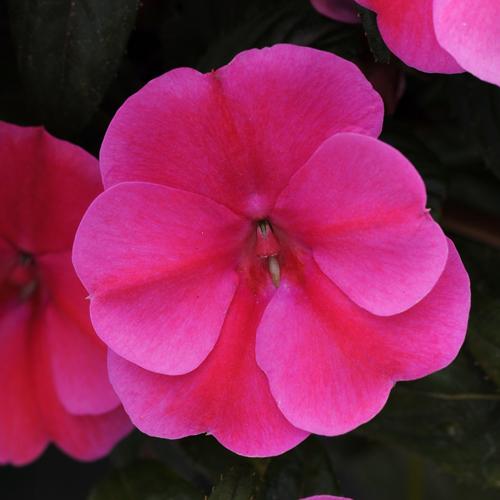 Impatiens hawkeri 'Balboufink' Impatiens 'Bounce™ Pink Flame' from ...