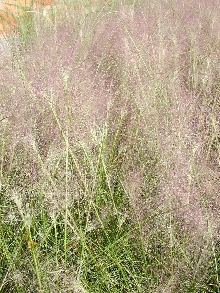 Muhlenbergia capillaris 