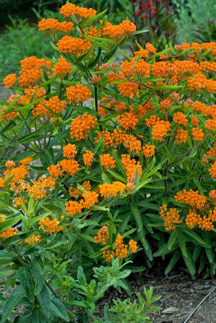 Asclepias tuberosa 
