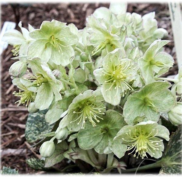 Helleborus 'Gold Series 'Snow Fever'' Hellebores from Plantworks Nursery