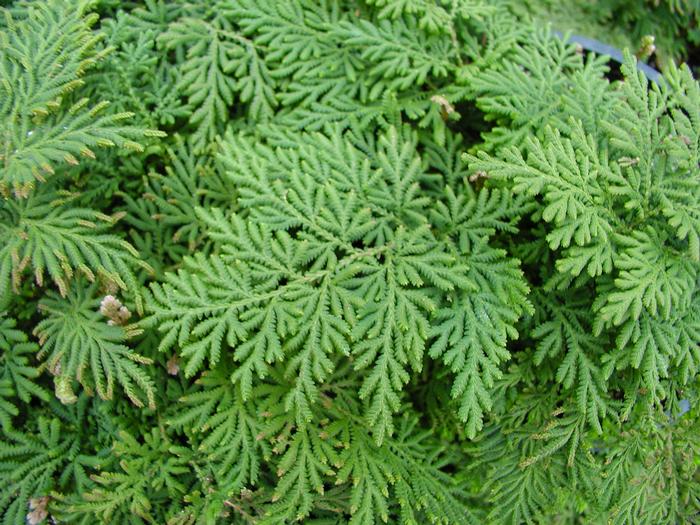 Selaginella braunii 