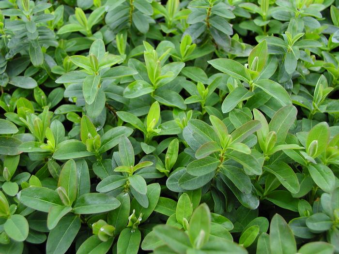 Hypericum calycinum 