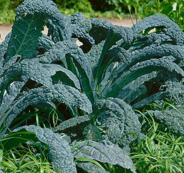 Brassica oleracea Lacinato