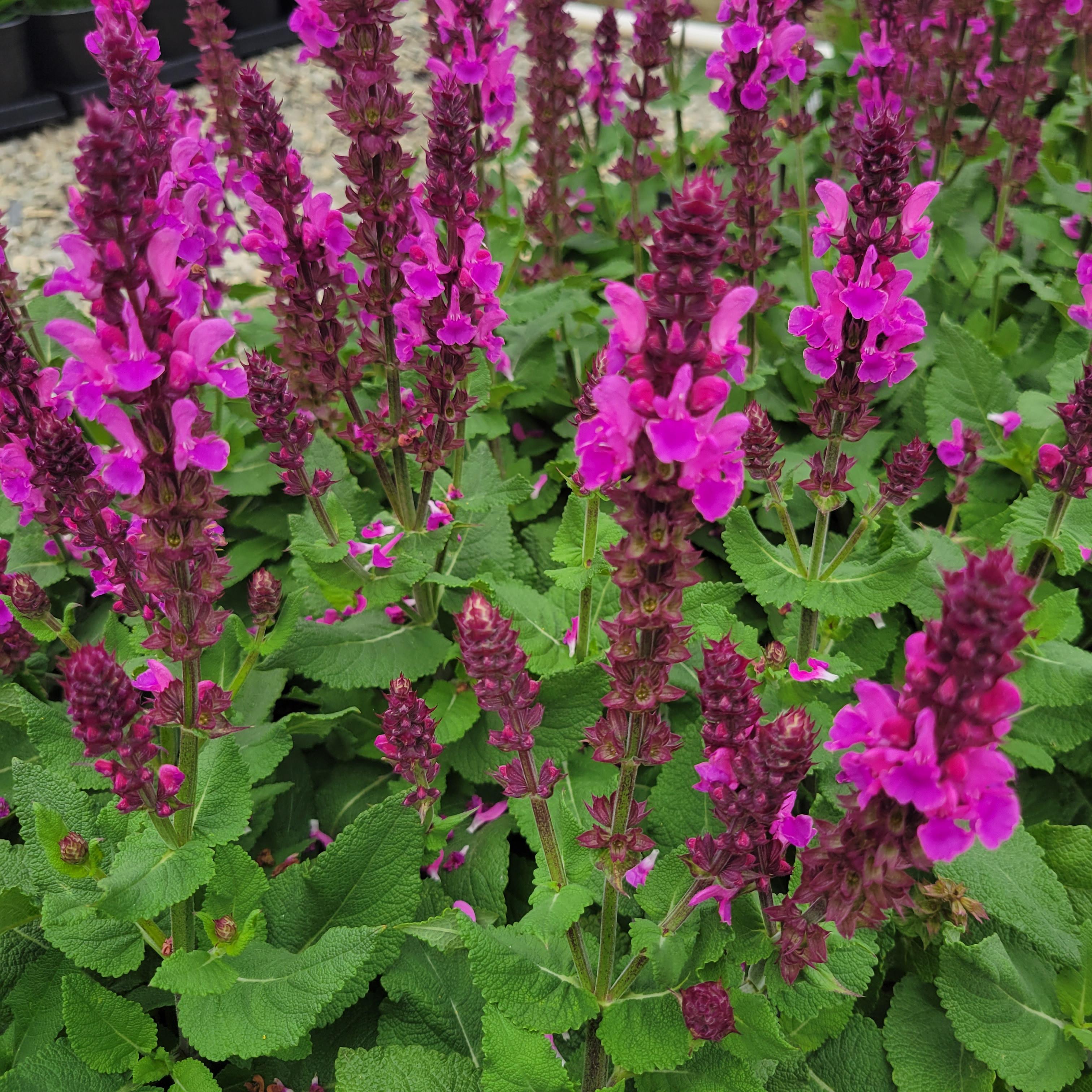 Salvia nemorosa Rose Marvel