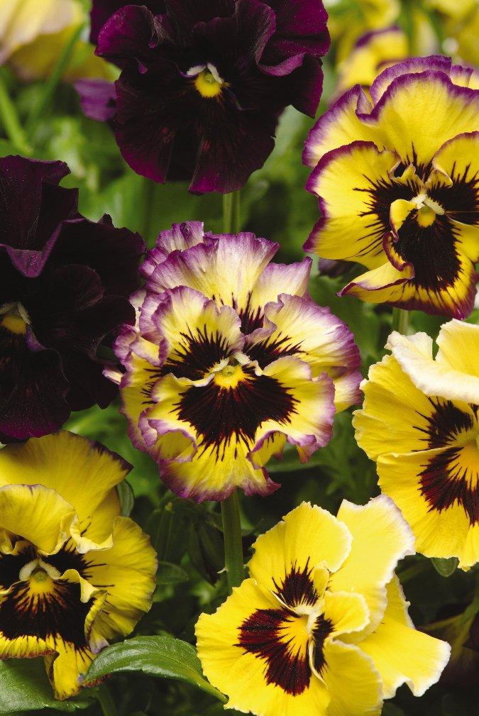 Viola x wittrockiana 