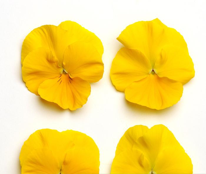 Viola x wittrockiana 