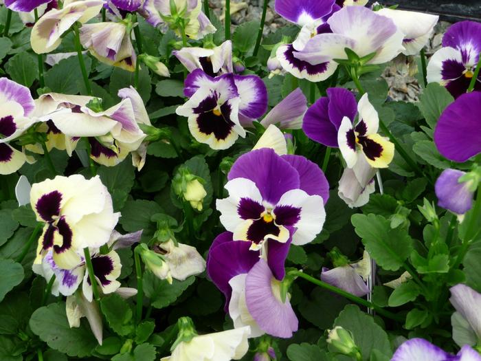 Pansy 'Delta Violet & White' Pansy from Plantworks Nursery