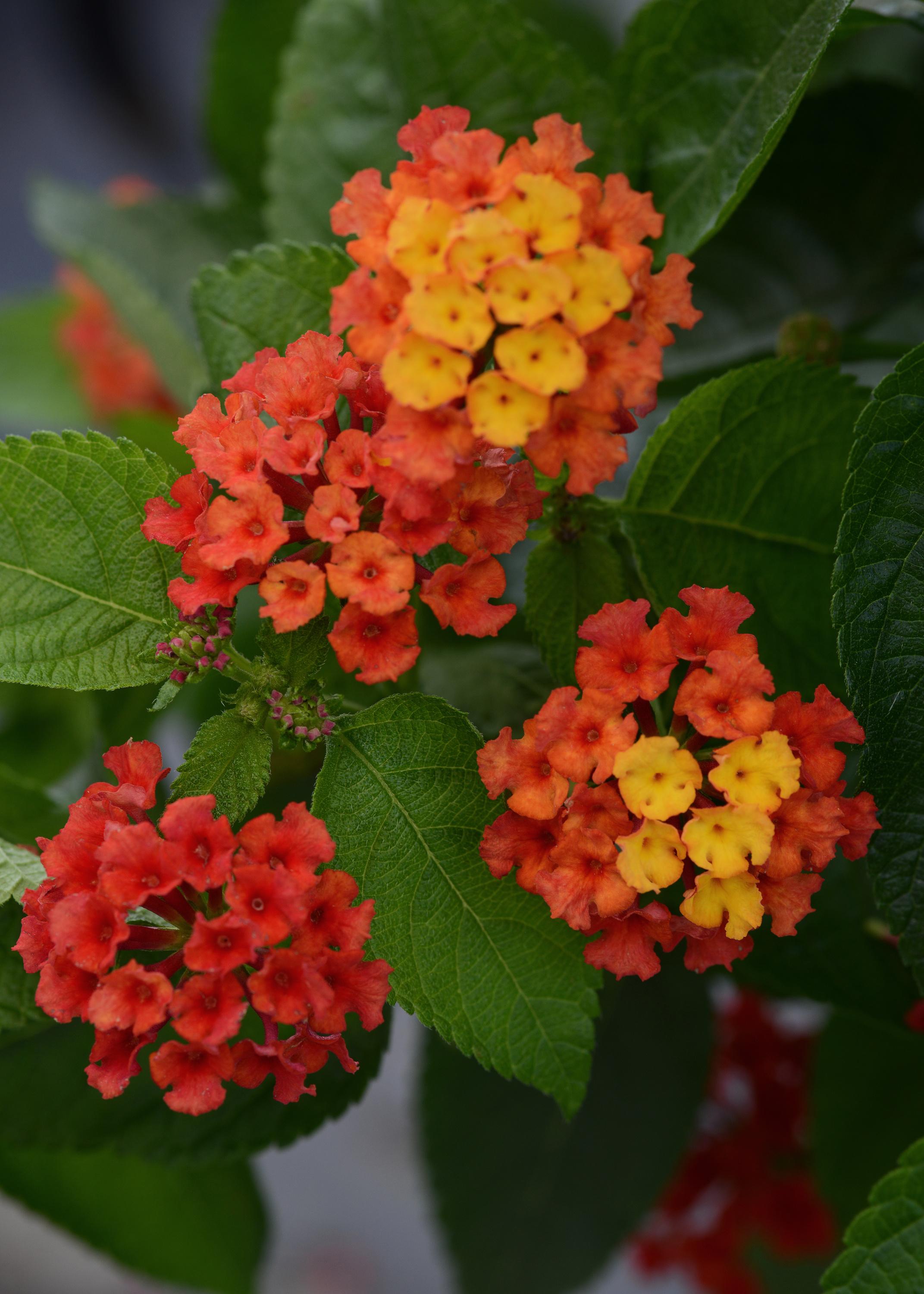 Lantana camara UF-1013A-2A