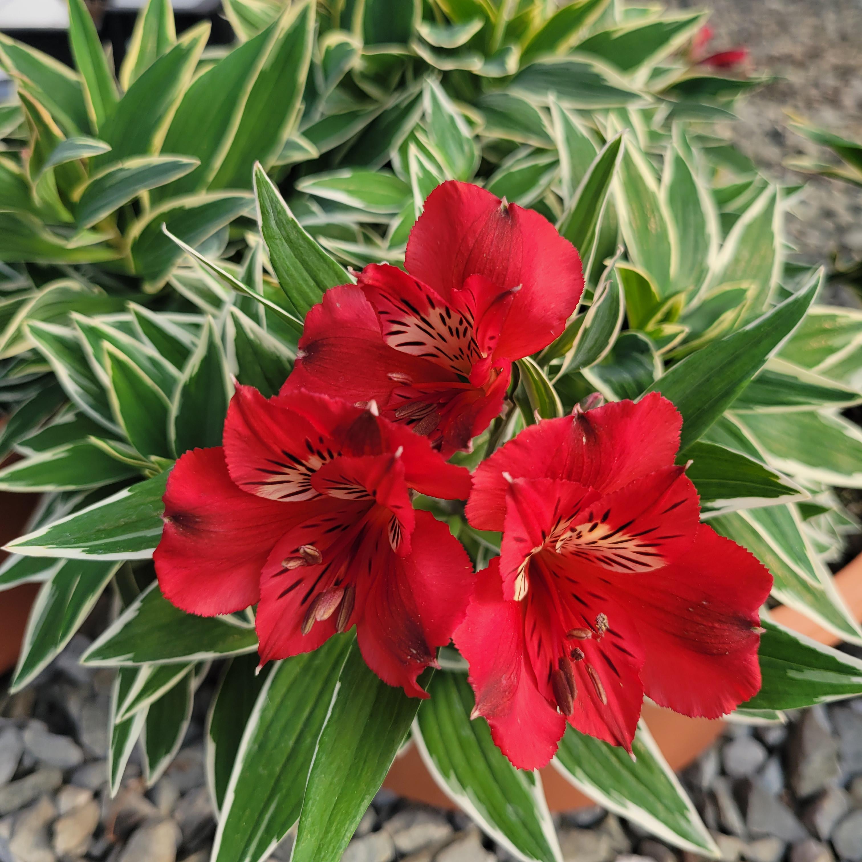 Alstroemeria x Zaprikatia