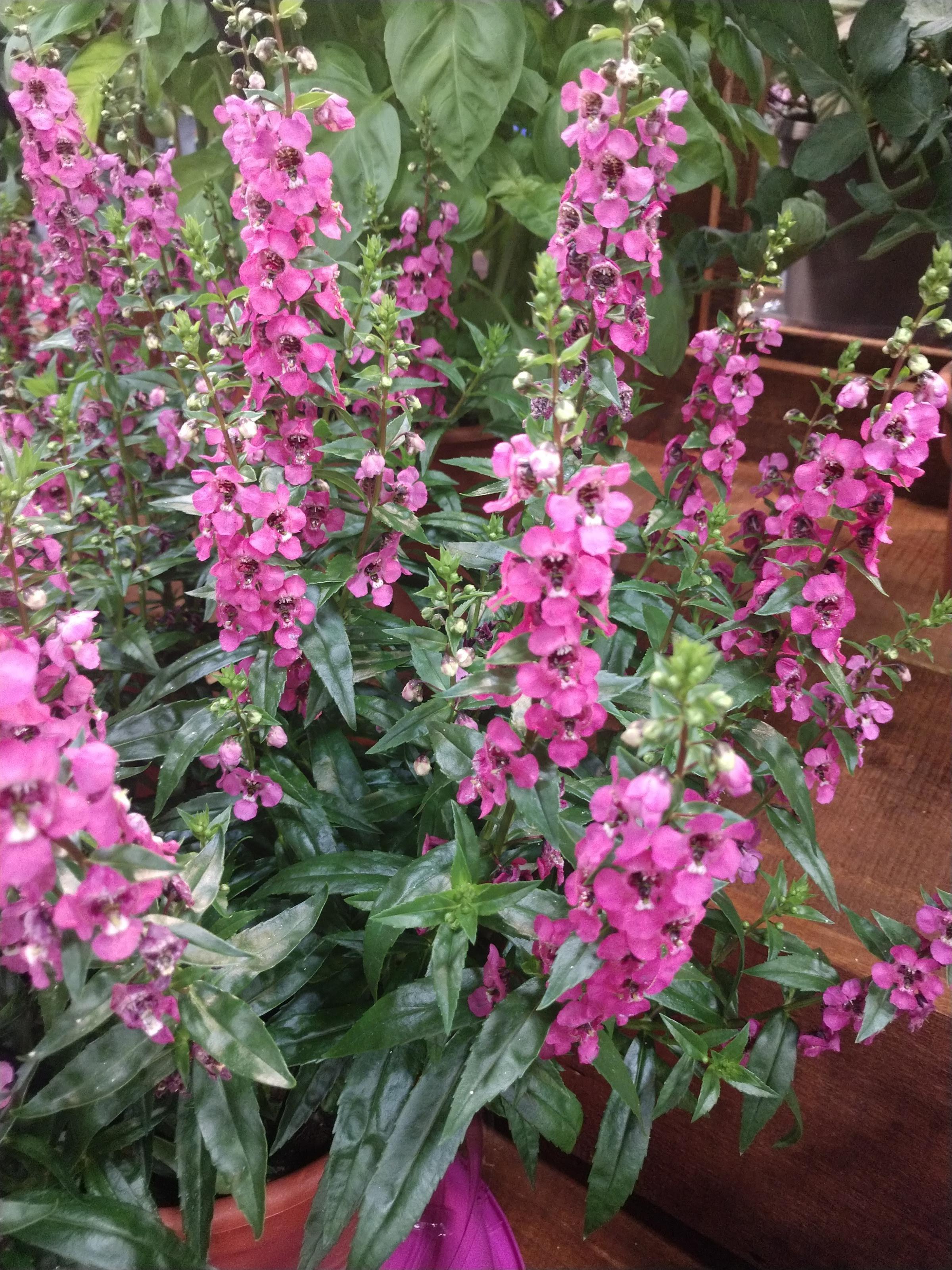 Angelonia angustifolia PAS1180775