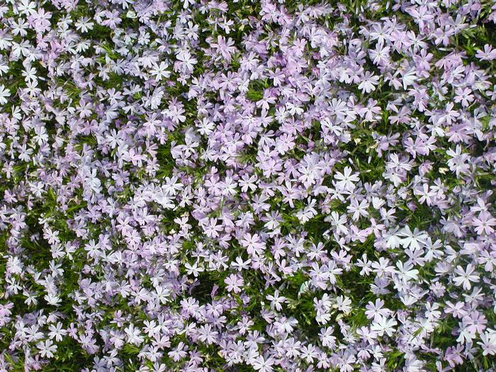 Phlox subulata Emerald Blue