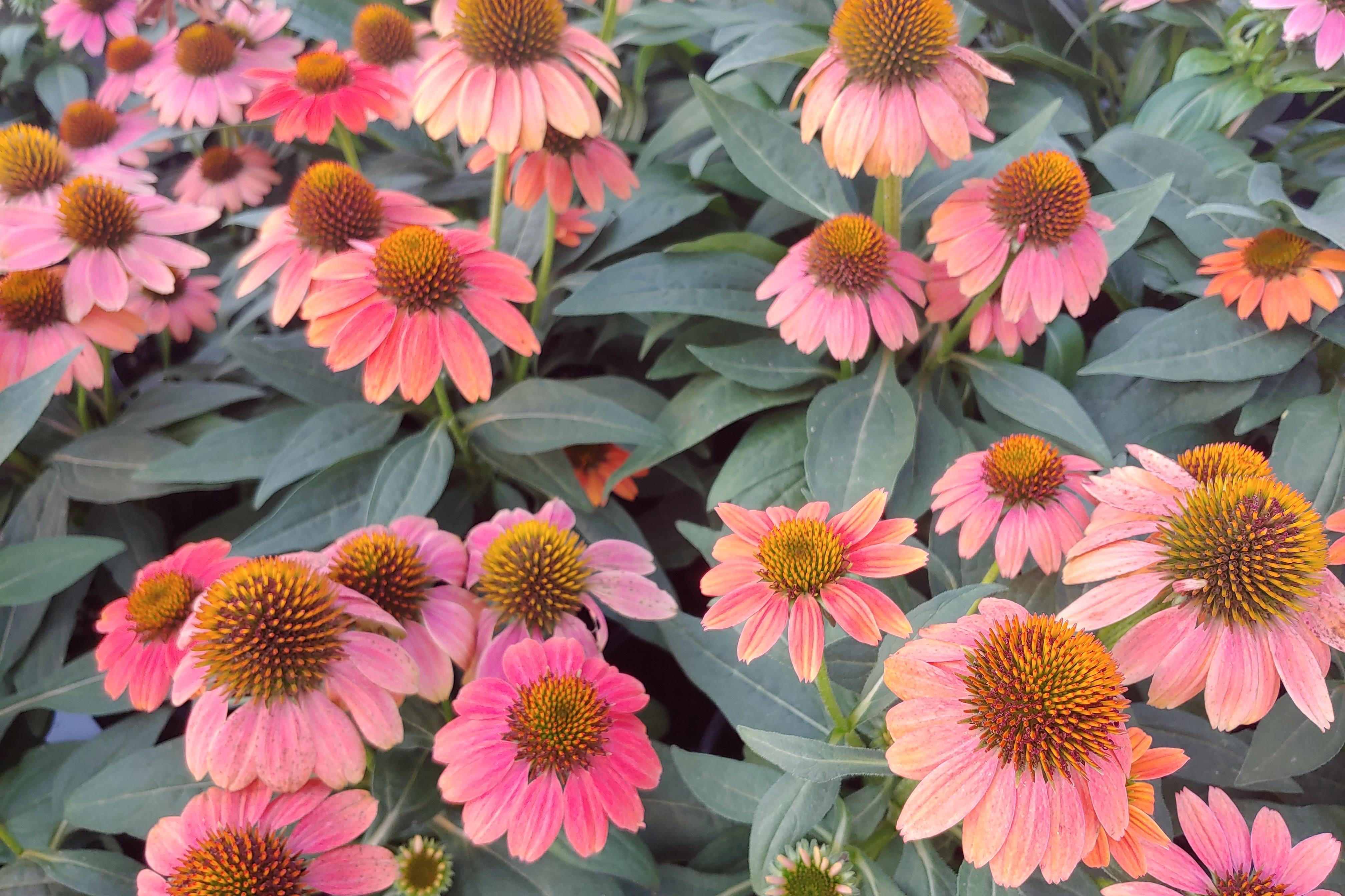 Echinacea x hybrida Balsomcor