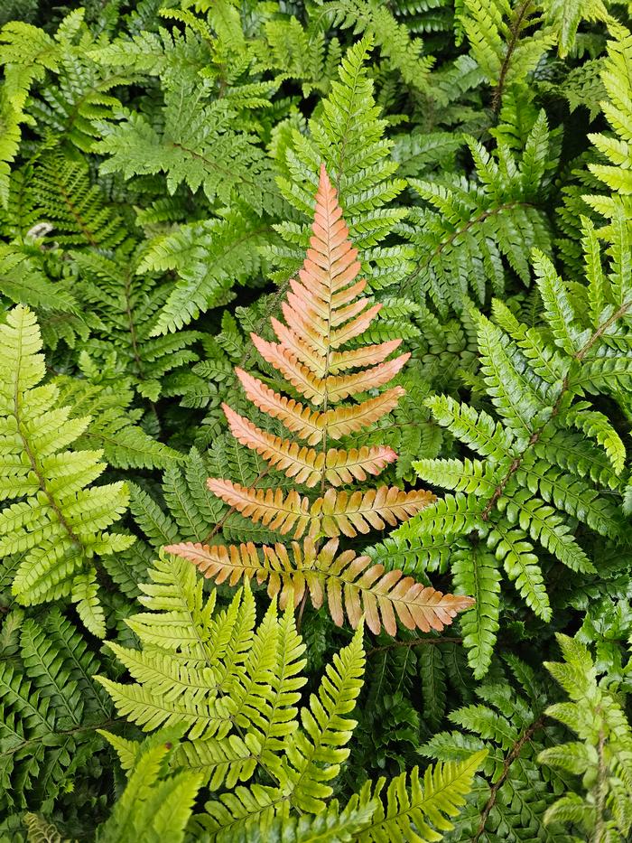 Dryopteris wallichiana Hollasic