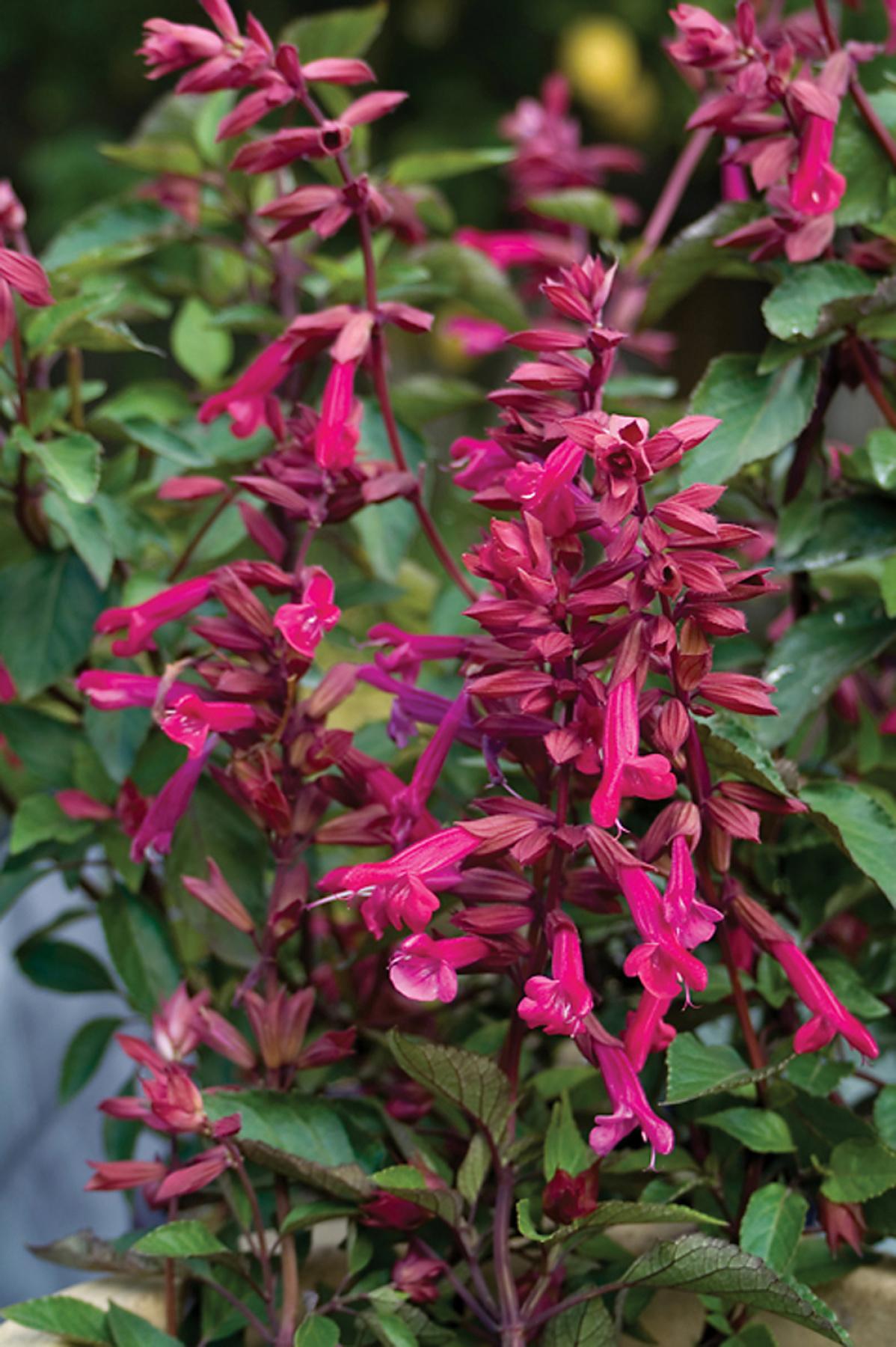 Salvia hybrida Wendy's Wish