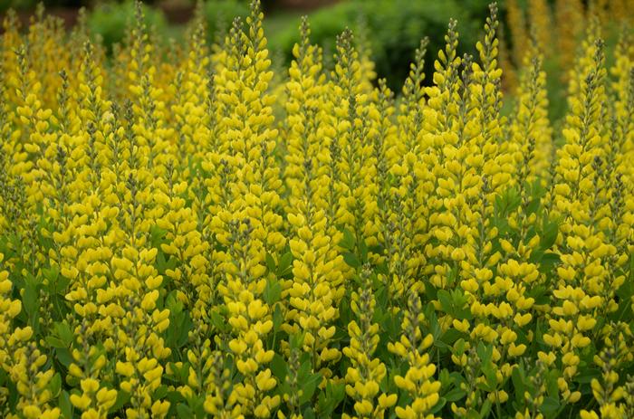 Baptisia australis American Goldfinch