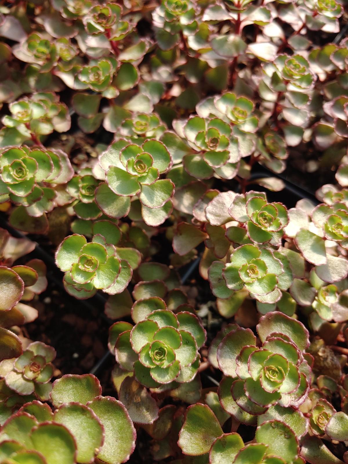 Sedum spurium Dragon's Blood