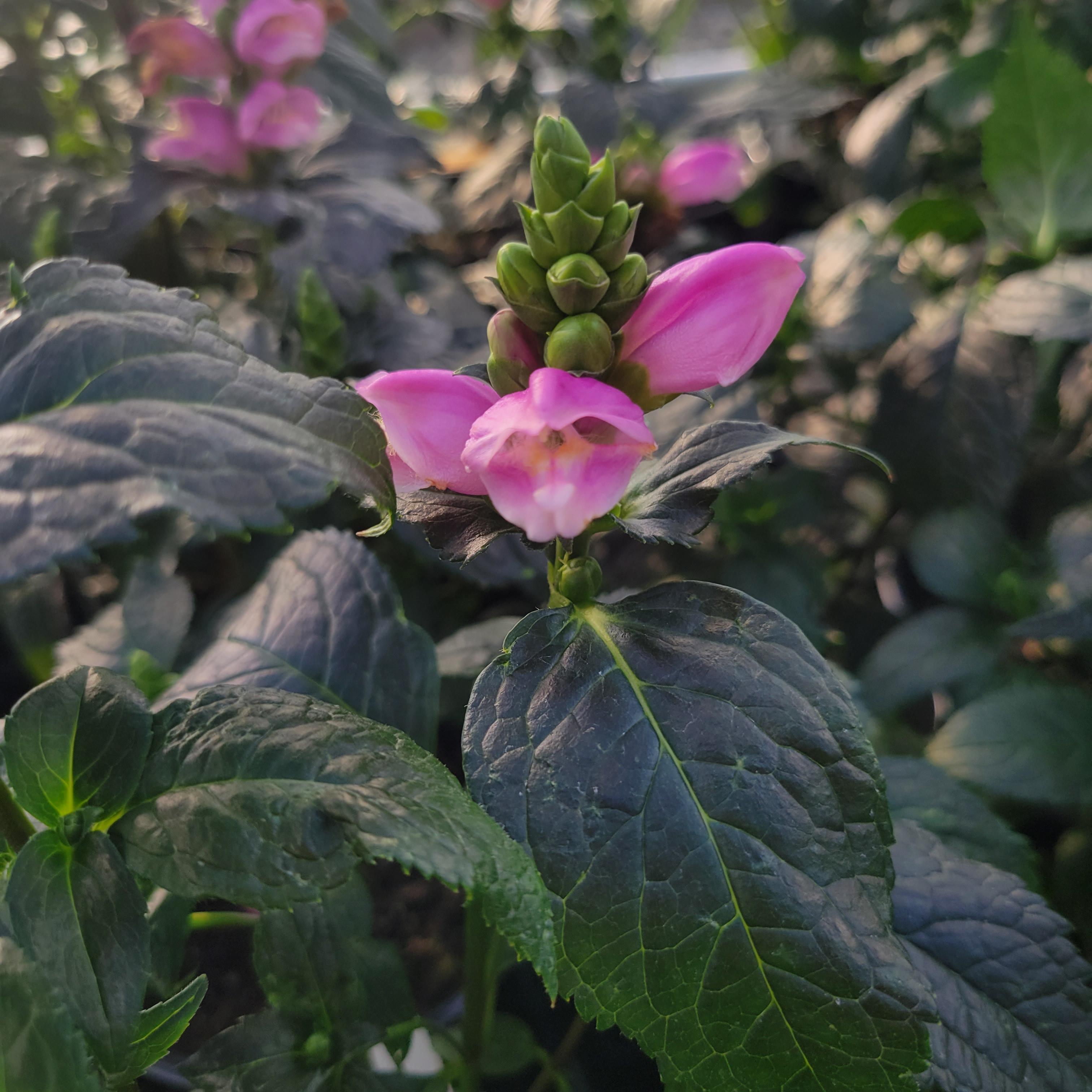 Chelone obliqua Armitpp02