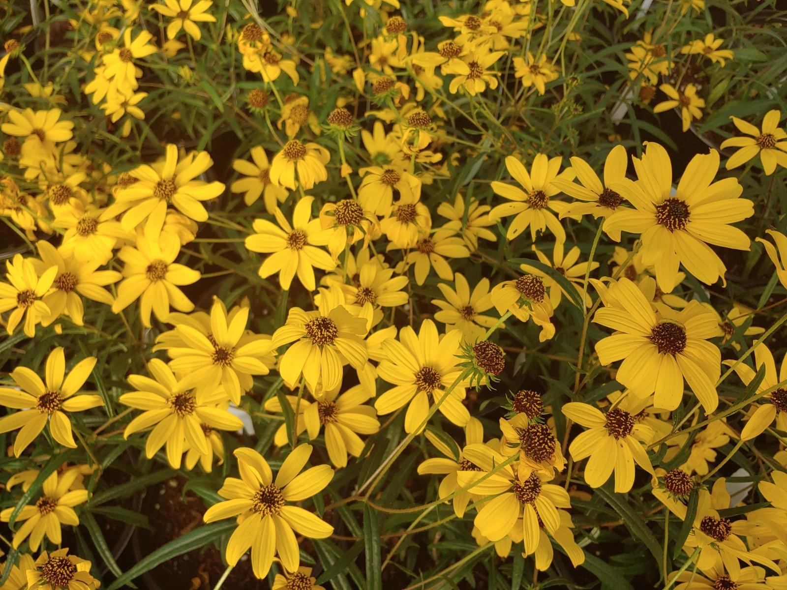 Helianthus salicifolius Autumn Gold