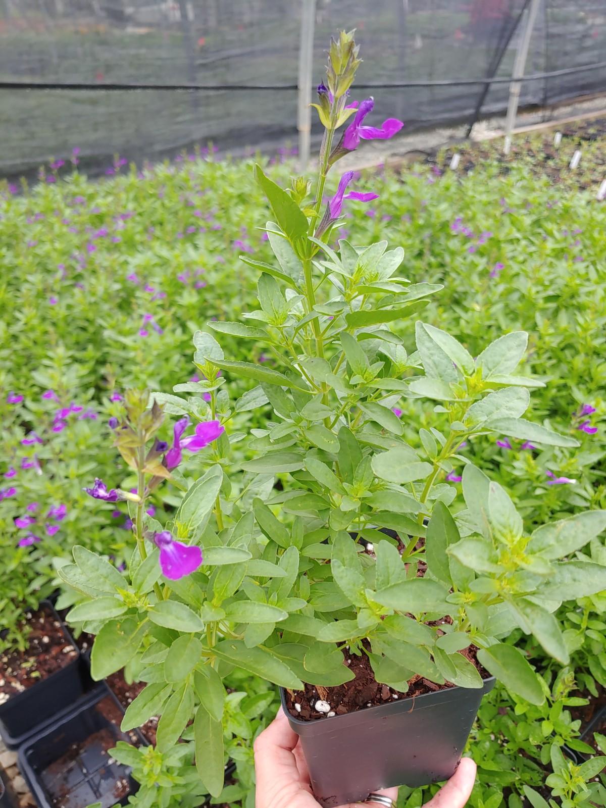 Salvia greggii Balmirleu