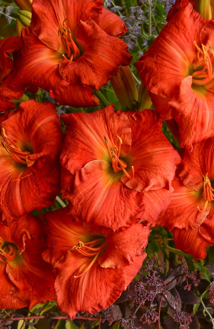 Hemerocallis x Desert Flame